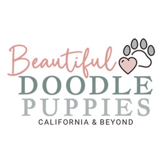 Beautiful Doodle Puppies